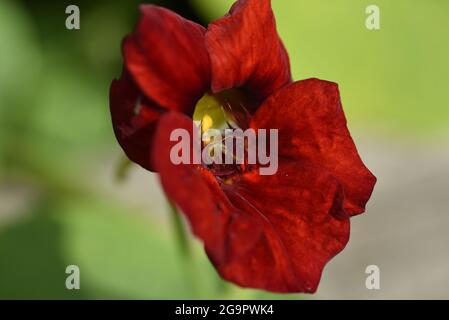 Primo piano di Nasturzio Rosso di Crimson (Tropaeolum majus) testa di fiore nel profilo destro contro un verde verde offuscato sfondo in estate nel Regno Unito Foto Stock