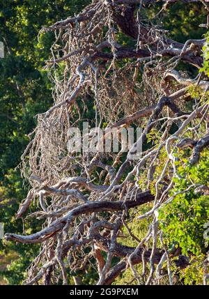 Vecchio albero asciutto nel legno Foto Stock