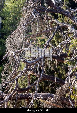 Vecchio albero asciutto nel legno Foto Stock