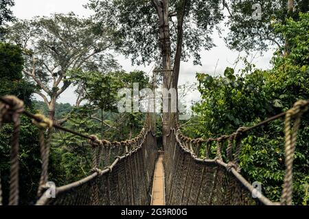 Ponte sospeso nella foresta pluviale Foto Stock