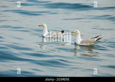 Un paio di gabbiani che nuotano sull'acqua nel mare irlandese. Foto Stock