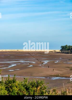 Resti di difesa guerra anti glider pole linea sulla spiaggia, Hedderwick Sands, John Muir Country Park, Dunbar, East Lothian, Scozia, Regno Unito Foto Stock