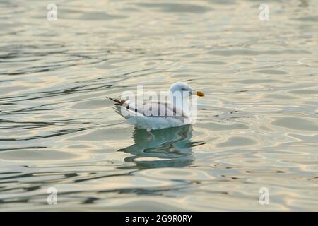 Un paio di gabbiani che nuotano sull'acqua nel mare irlandese. Foto Stock