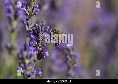 Sunlit primo piano di European Honey Bee (Apis mellifera) in Left-Profile impollinando uno stabilimento di Lavandula (Lavandula) in estate in Galles Foto Stock