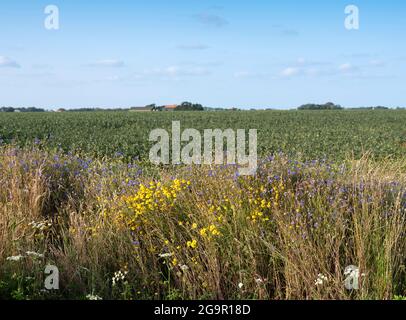 fiori estivi e campo di potatoe sotto il cielo blu sull'isola olandese di texel in estate Foto Stock