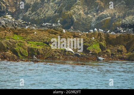 Gruppo di divertenti foche di elefanti pigri sulla spiaggia rocciosa. Foto Stock