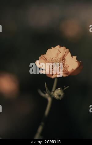 Primo piano di un papavero orientale, noto anche come Papaver orientale Foto Stock