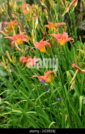 Un grappolo di fiori arancioni di Hemerocallis Fulva Rosea. Foto Stock