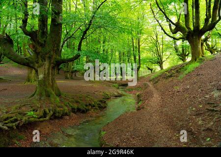 Otzareta faggeta con i suoi grandi alberi antichi in primavera, Paesi Baschi, Spagna. Foto Stock