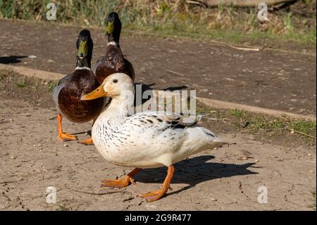 Leucistic femmina d'anatra mallard con perdita parziale di pigmentazione con una mallard drake maschio Foto Stock