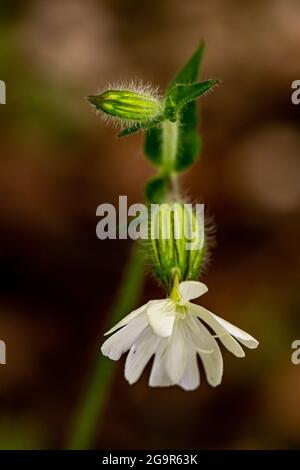 Silene latifolia nella foresta Foto Stock