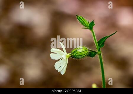 Silene latifolia nel bosco, macro Foto Stock