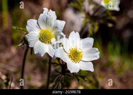 Impianto di Pulsatilla alpina in montagna Foto Stock