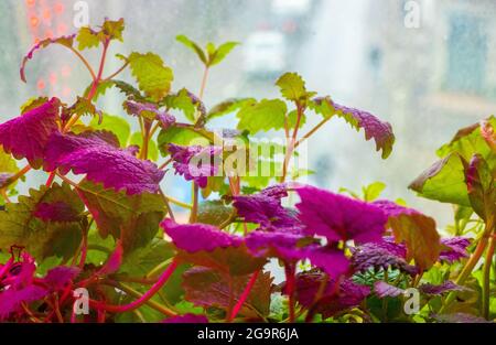 Lampade per coltivazione di piante per l'agricoltura, Phytolamps, Fita lampada. Menta e melissa in luce rosa. Foto di alta qualità Foto Stock
