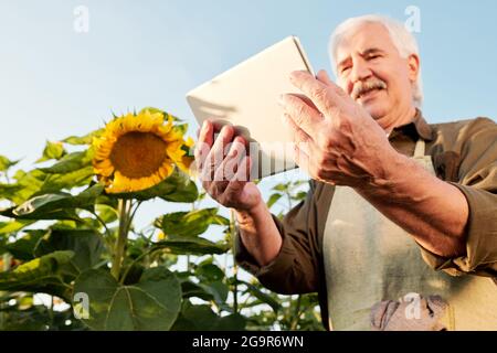 Agricoltore maschile senior contemporaneo in grembiule e camicia che prende appunti in documento mentre in piedi tra girasoli maturi di fronte fotocamera Foto Stock