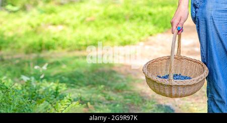 Stagione Berry. Raccogliere mirtilli nella foresta. Una donna cammina attraverso la foresta con un cestino contenente mirtilli. Il processo di individuazione e. Foto Stock