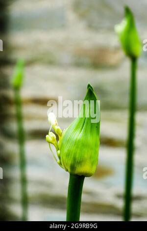 Lily Drop fioritura precoce, Liais Park, Cherbourg, dipartimento della Manica, Cotentin, Normandia, Francia Foto Stock