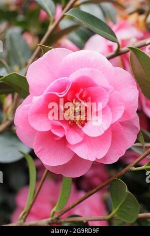 Camellia 'elegante bellezza' fiorire in primavera. REGNO UNITO Foto Stock