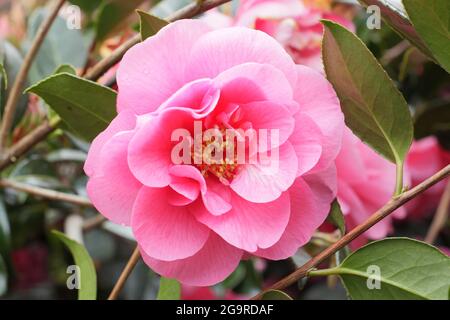 Camellia 'elegante bellezza' fiorire in primavera. REGNO UNITO Foto Stock