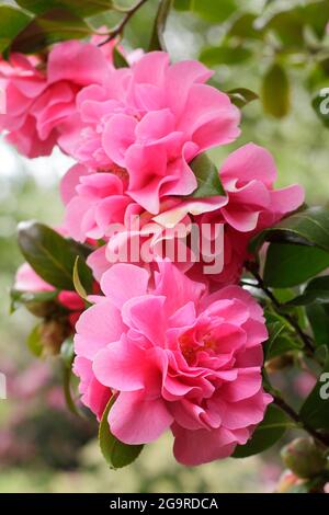 Camellia x williamsii 'anticipazione' che mostra caratteristici doppi fiori rosa in primavera. REGNO UNITO Foto Stock