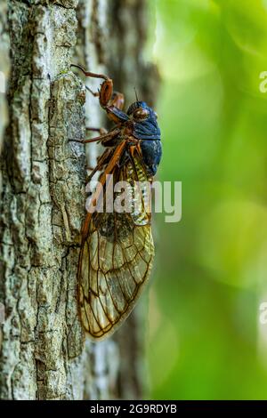 La cicada morta di Brood X, una Cicada di 17 anni, Magicicada sp., è emersa nel giugno 2021 nella riserva naturale di Cherry Hill vicino ad Ann Arbor e Ypsilanti, Michigan Foto Stock