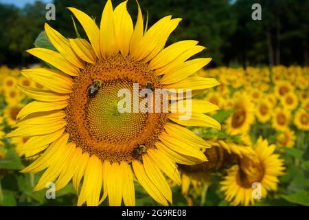 Fuoco sul primo piano che mostra tre api su un girasole giallo in un campo di girasoli Foto Stock