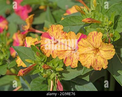 Fiore miracolo fiorito, Mirabilis jalapa Foto Stock