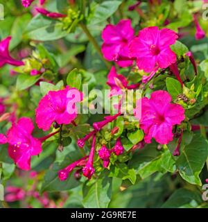 Fiore miracolo fiorito, Mirabilis jalapa Foto Stock