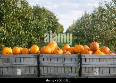 Raccolta della zucca, carter Hill Farm, Concord, New Hampshire, Stati Uniti Foto Stock