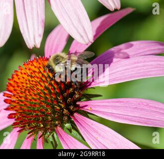 Bumblebee orientale (Bombus impaziens) che raccoglie nettare e polline da Coneflower viola (Echinacea Purpurea.) Primo piano Foto Stock