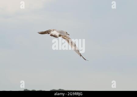 Seagull in volo a Studland Bay Dorset Foto Stock