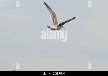 Seagull in volo a Studland Bay Dorset Foto Stock