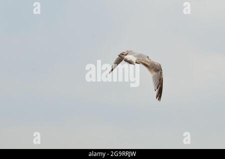 Seagull in volo a Studland Bay Dorset Foto Stock