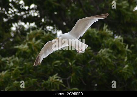 Seagull in volo a Studland Bay Dorset Foto Stock