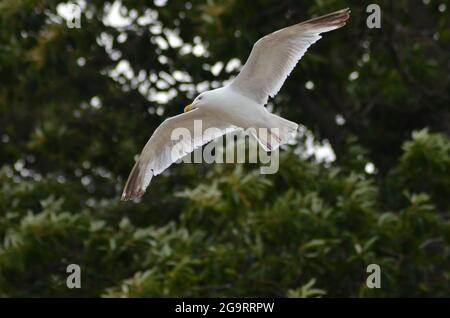 Seagull in volo a Studland Bay Dorset Foto Stock