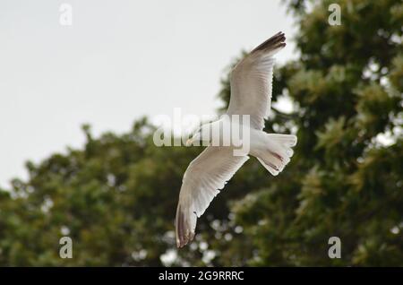 Seagull in volo a Studland Bay Dorset Foto Stock