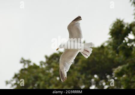 Seagull in volo a Studland Bay Dorset Foto Stock