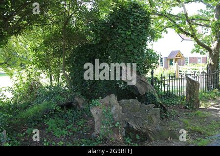 "King John's Oak", Headcorn, Kent, Inghilterra, Gran Bretagna, Regno Unito, Europa Foto Stock