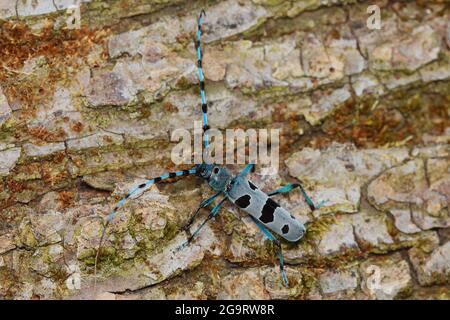 Rosalia longicorno (Rosalia alpina) in habitat naturale Foto Stock