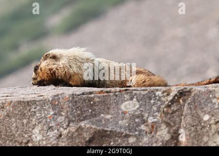 Una marmotta si trova sulla cima di una grande roccia Foto Stock