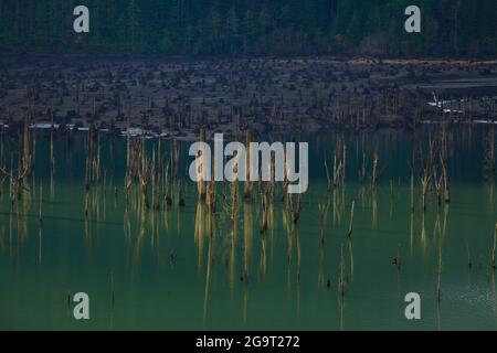 Un'immagine esterna di un lago della foresta del nord-ovest Pacifico Foto Stock