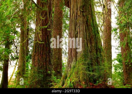 Una foto esterna di una foresta pluviale del Pacifico nord-occidentale Foto Stock