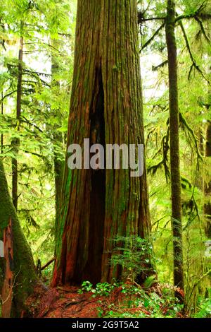 Una foto esterna di una foresta pluviale del Pacifico nord-occidentale Foto Stock