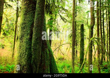 Una foto esterna di una foresta pluviale del Pacifico nord-occidentale Foto Stock