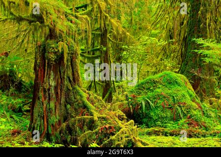 Una foto esterna di una foresta pluviale del Pacifico nord-occidentale Foto Stock