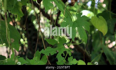 Primo piano di una vite di zucca amara con una piccola zucca amara appesa al centro Foto Stock