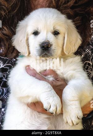 Sei settimane di platino, o Crema colorato Golden Retriever cucciolo Foto Stock