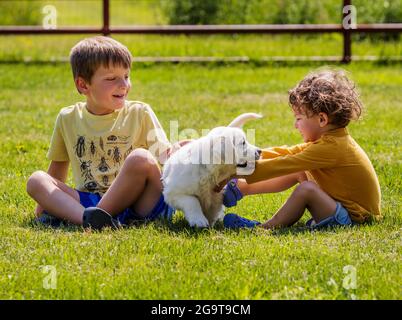 Due bambini piccoli che giocano sull'erba con i cuccioli di 6 settimane di platino, o di Golden Retriever color crema. Foto Stock