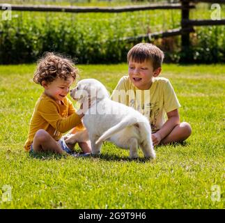 Due bambini piccoli che giocano sull'erba con i cuccioli di 6 settimane di platino, o di Golden Retriever color crema. Foto Stock