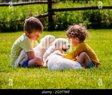 Due bambini piccoli che giocano sull'erba con i cuccioli di 6 settimane di platino, o di Golden Retriever color crema. Foto Stock